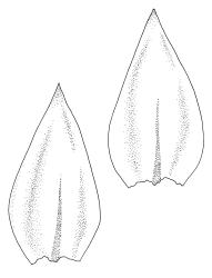 Warnstorfia fluitans “calliergidium” growth form, leaves. Drawn from J.K. Bartlett 23375, CHR 348341.
 Image: R.C. Wagstaff © Landcare Research 2014 